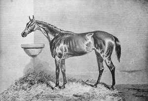 Blink Bonny, 1854-1862, 1911