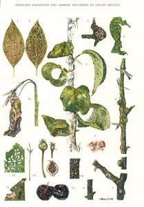 Planche botanique / Parasites des arbres fruitiers