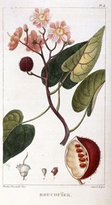 Planche botanique/Bixa orellana/Rocouyer - Unbekannt