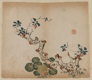 Souche ramifiée, 1368-1644
