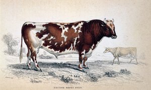 British Short Horn, 1839 - Unbekannt