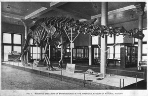 Squelette de Brontosaure, Musée américain d