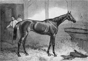 Duchesse brune, 19ème siècle