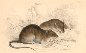 Rat brun Rattus rattus, 1828