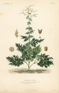 Cimicaire fétide, Actaea cimicifuga, Cimicifuga foetida - Unbekannt