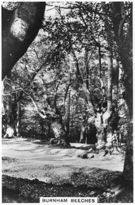 Burnham Beeches, Buckinghamshire, 1937 - Unbekannt