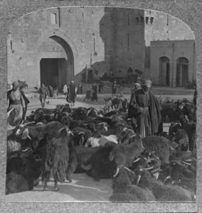 Achat de chèvres à la porte de Damas, Jérusalem, vers 1900