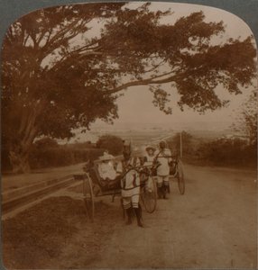 Cabs tirés par des indigènes sur une route résidentielle, Durban, Afrique du Sud, c1900 - Unbekannt