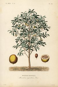 Monodore aromatique - Unbekannt