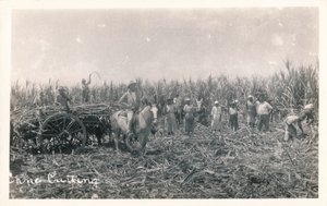 Coupe de canne, vers 1930 - Unbekannt