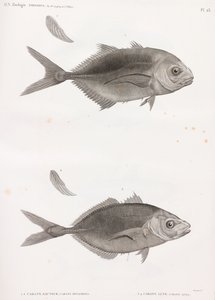 Caranx Sauteur & Caranx Lune - Unbekannt