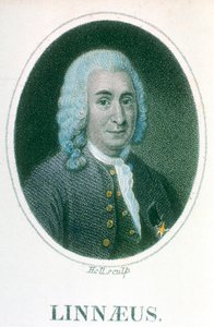 Carolus Linnaeus, naturaliste suédois du 18ème siècle, début du 19ème siècle - Unbekannt