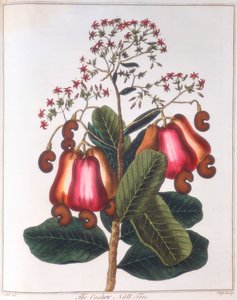 Noix de cajou - Anacardium occidentale, vers 1798 - Unbekannt