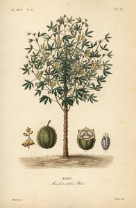 Manioc, yuca ou manioc, Manihot esculenta, Manihot edulis - Unbekannt