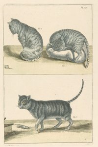 Chats - Unbekannt