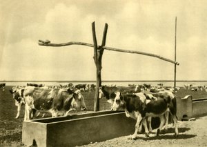 Bétail buvant à un abreuvoir, Burgenland, Autriche, vers 1935 - Unbekannt