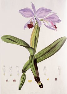 Cattleya labiata