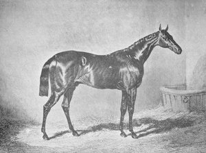 Charles XII, vainqueur du St. Leger 1839 - Unbekannt