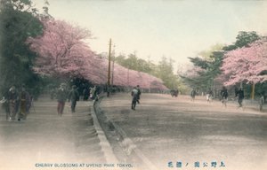Fleurs de cerisier au parc Uyeno Tokyo, vers 1910 - Unbekannt