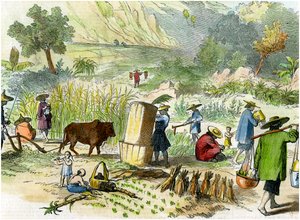 Récolte chinoise, Hong Kong, vers 1875 - Unbekannt