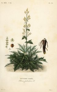 Rhubarbe de Chine - Unbekannt