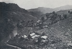 Plantation de thé cinghalaise, 1924 - Unbekannt