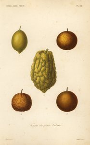 Fruits du genre citrus