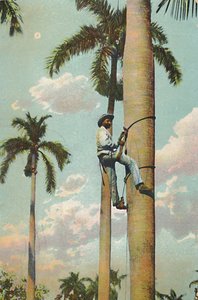 Grimper au Palmier Royal - Subiendo la Palma Real, 1910