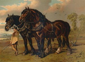 Étalon et jument Clydesdale, vers 1879 - Unbekannt