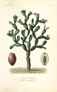 Cactus cochenille, Nopalea cochenillifera, Opuntia cochenillifera, Cactus cochenillifer, Cactus coccinellifer - Unbekannt