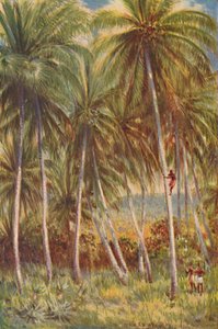 Palmiers à noix de coco, 1924 - Unbekannt