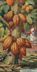 Cacao, 1. - Cacaoyer, Trinidad, 1928 - Unbekannt