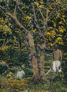 Cacao en pleine production, Trinité-et-Tobago, vers 1914 - Unbekannt