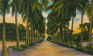 Avenue des Cocotiers, Barranquilla, années 1940 - Unbekannt