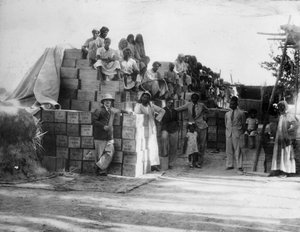 Production de noix de coco, Inde, 20e siècle