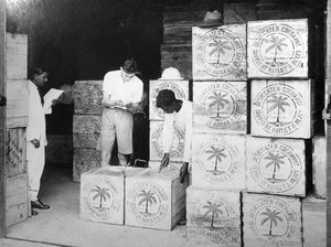 Production de noix de coco, Inde