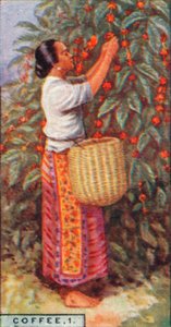 Café, 1. - Récolte des baies, Indes orientales, 1928 - Unbekannt