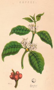 Café, XIXe siècle - Unbekannt
