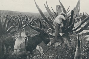 Récolte de l