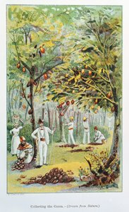 Récolte de cacao, Venezuela, 1892 - Unbekannt