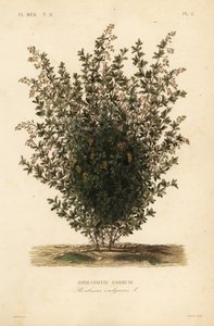 Épine-vinette commune