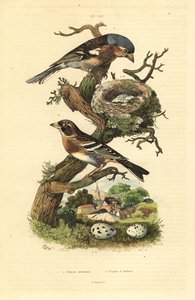 Pinson des arbres, Fringilla coelebs, nid et œufs, et pinson du Nord, Fringilla montifringilla avec œufs