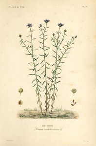 Lin commun ou graine de lin, Linum usitatissimum - Unbekannt