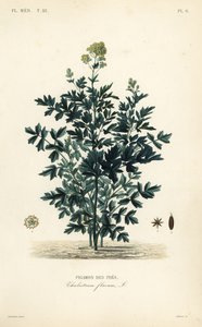 Pigamon des prés, Thalictrum flavum, Pigamon des prés - Unbekannt