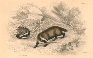 Blaireau commun ou européen Meles meles, 1828