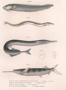 Poisson serpent commun. Anguille de sable commune. Hornhecht commun. Demi-bec brésilien, vers 1850