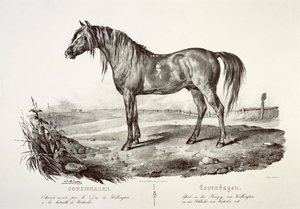 Copenhague, le cheval du duc de Wellington, 19ème siècle - Unbekannt
