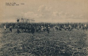 Corte de Cana - Coupe de la canne à sucre - Cuba - Unbekannt