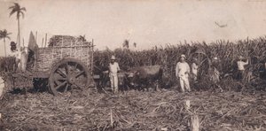 Corte de Canna. - Récolte de la canne à sucre. Cuba, vers 1900 - Unbekannt
