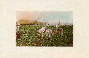 Cosecha de tabaco. - Plantation de tabac - Unbekannt